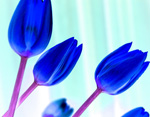 Fotocollectie Album Tulpen AvL-blauwepaarsetulp.jpg