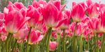 Fotocollectie Tulpen Bloembollenveld-NOP-22.jpg