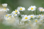 Fotocollectie Album Bloemen EK-ooij3.jpg