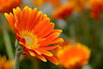 Fotocollectie Album Bloemen-Close-up Floriade-1.jpg