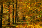 Fotocollectie Album Bomen HtB-TRI_2679.jpg