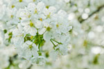 Fotocollectie Album Bloemen-Bloesem Kersenbloesem-11.jpg