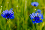 Fotocollectie Bloemen Korenbloemen-4.jpg