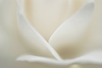 Fotocollectie Album Bloemen Roos-abstract.jpg