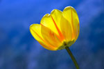 Fotocollectie Bloemen-Tulpen S-0066.jpg