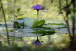 Fotocollectie Album Bloemen S-1649.jpg