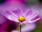Fotocollectie Album Bloemen-Close-up S-2567.jpg