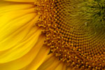 Fotocollectie Album Bloemen Zonnebloemen Zonnebloem-8.jpg
